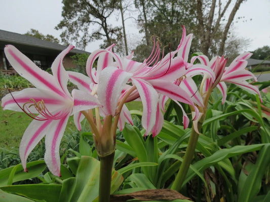 Crinum Lily Marisco – Garden Flower Seeds