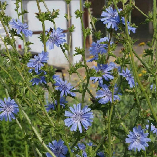 Chicory – Hardy Wildflower Seeds