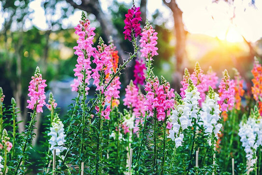 Snapdragon Mix – Colorful Garden Flower Seeds