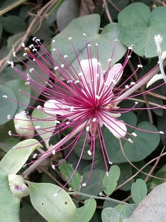 Capparis Zeylanica Seeds Edible Indian Ceylon Caper Climbing Shrub – Climbing Flower Seeds