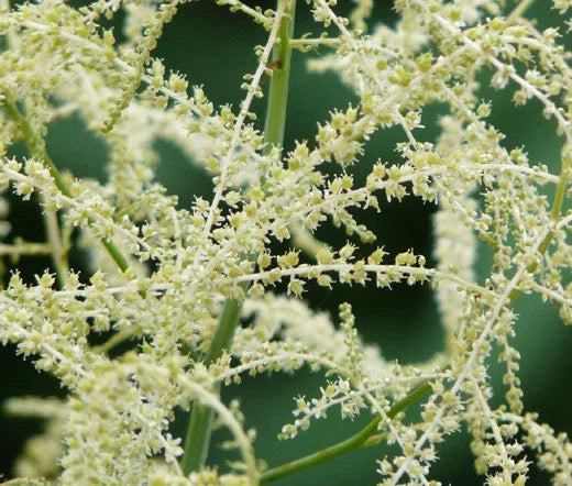 Aruncus White Aruncus Dioicus – Hardy Garden Flower Seeds