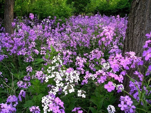 Hesperis Matronalis Seeds Fragrant Purple Dames Rocket Flowers – Fragrant, Colorful Flower Seeds
