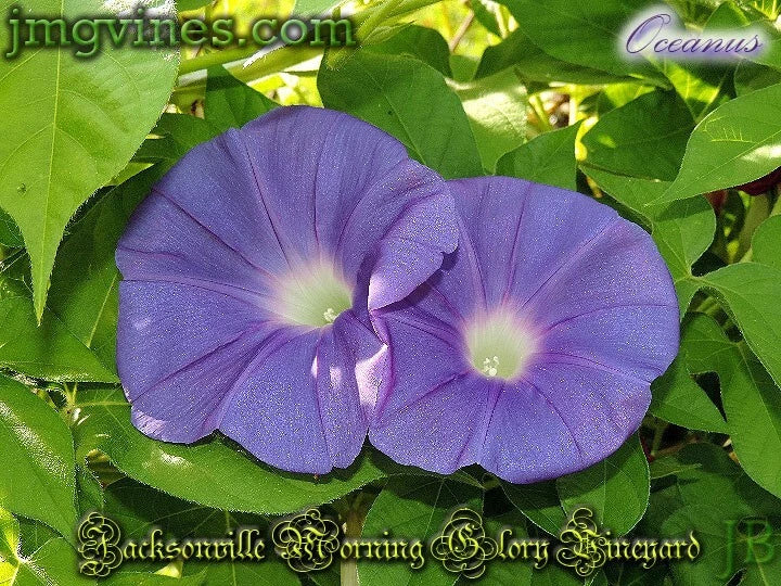 Oceanus Japanese Morning – Garden Flower Seeds