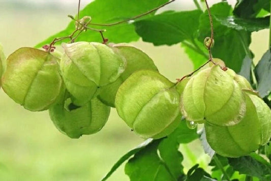 Balloon Vine Cardiospermum Halicacabum – Climbing Flower Seeds