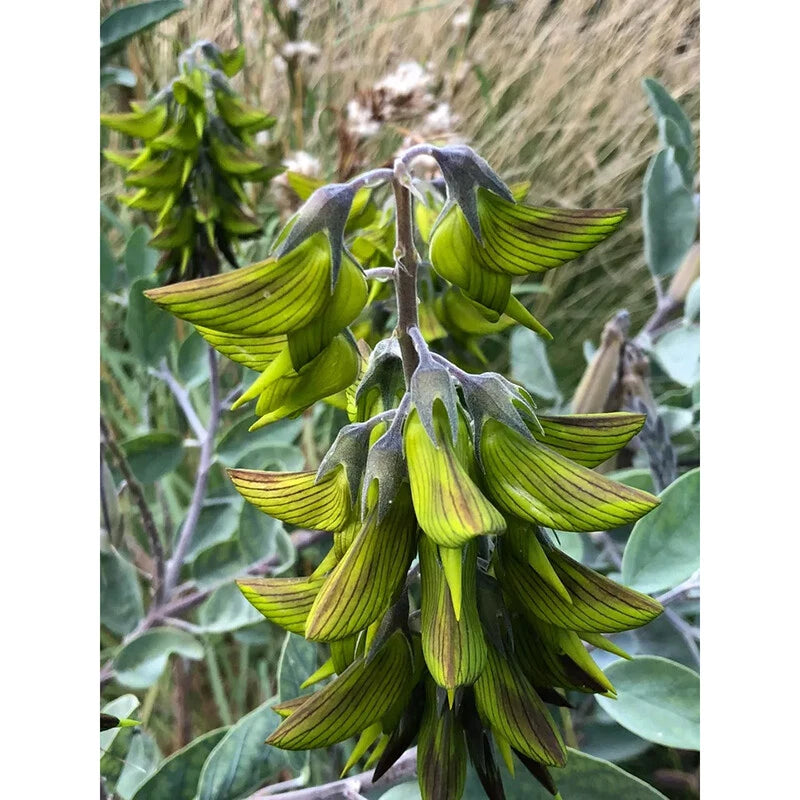 Regal Birdflower Seeds – Garden Flower Seeds