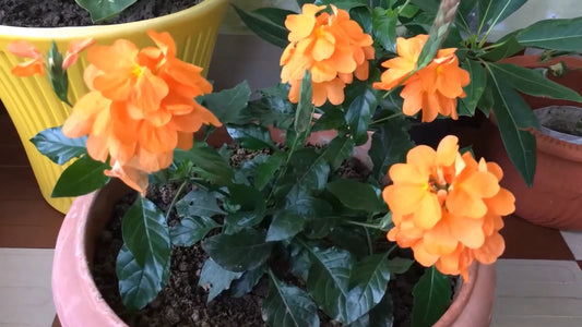 Crossandra Infundibuliformis – Orange Firecracker Flower Seeds