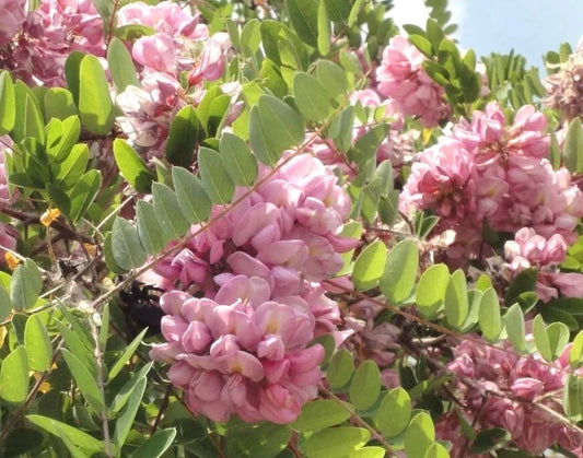 Robinia Hispida – Fragrant Hardy Flowering Shrub Seeds