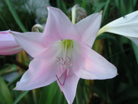 Crinum Lily J – Garden Flower Seeds