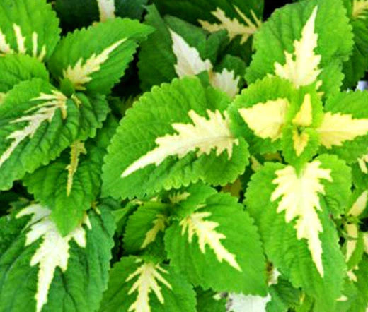 Coleus Versa Green Halo Solenostemon Scutellarioides – Colorful Garden Flower Seeds
