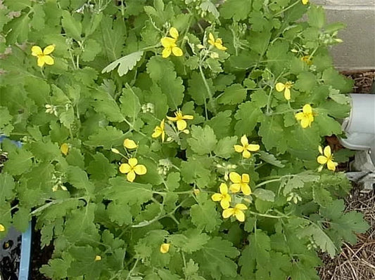 Greater Celandine Chelidonium Majus – Perennial Flower Seeds