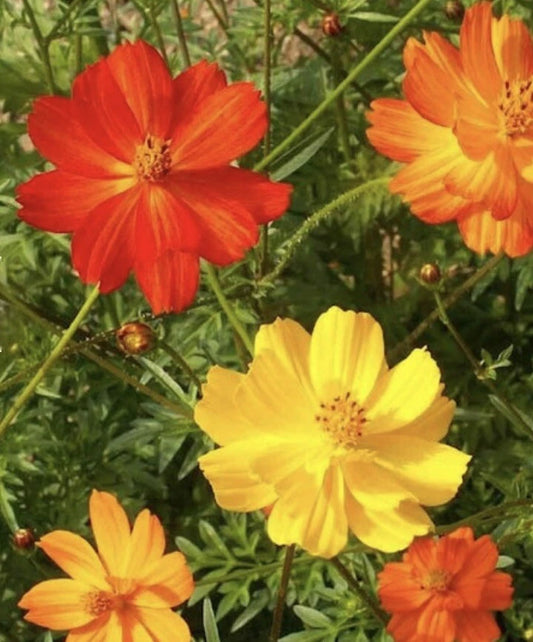 Cosmos Sulphur Bright Lights – Pollinator Friendly Garden Flower Seeds