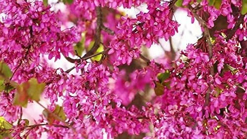 Bonsai Judas Tree – Cercis Siliquastrum – Flowering Tree Seeds