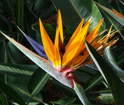 Bird of Paradise Strelitzia Reginae – Tropical Garden Flower Seeds