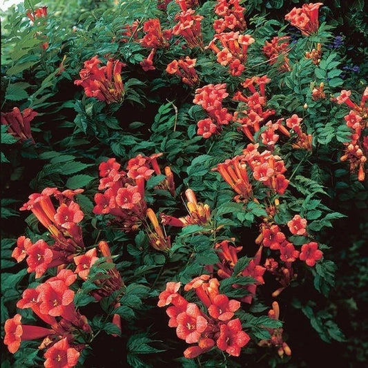 Red Trumpet Vine Campsis Radicans – Hummingbird Attracting Flower Seeds