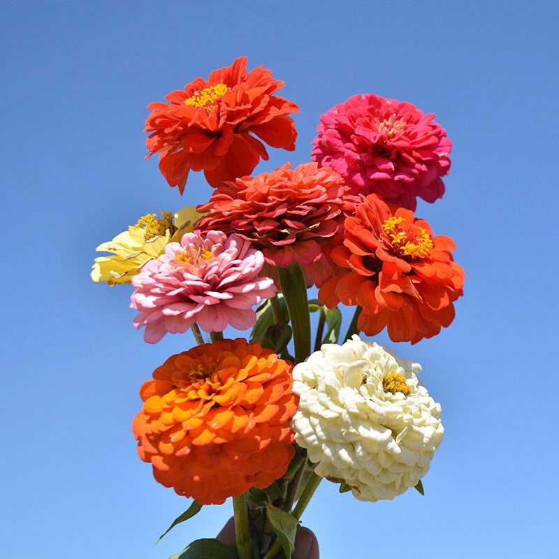 Zinnia Dahlia – Colorful Garden Flower Seeds