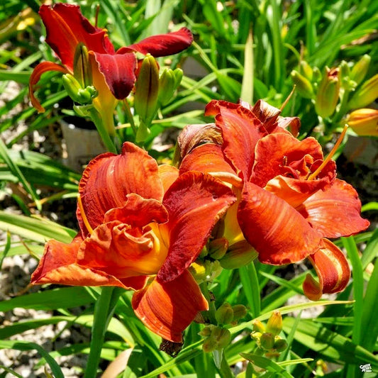 Scarlet Orbit Daylily Hemerocallis – Hardy Perennial Flower Seeds