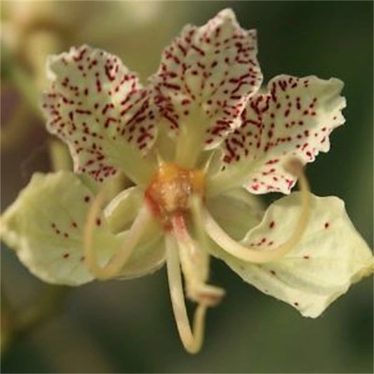 Bauhinia Semla Flowering Orchid – Flower Seeds