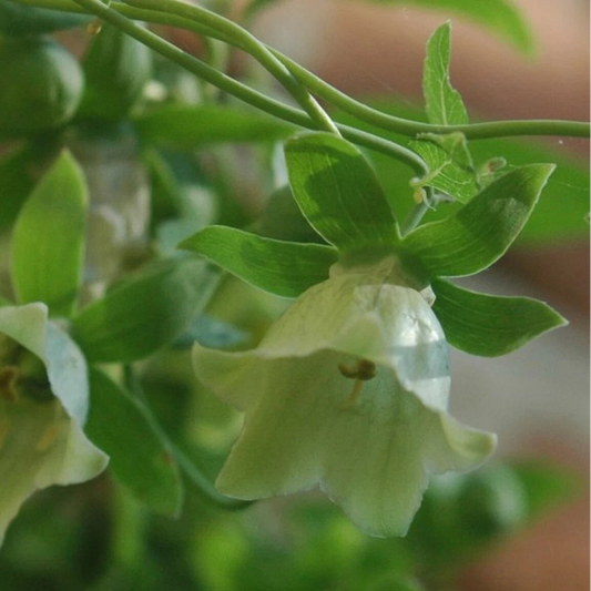 Codonopsis Pilosula Dang Shen – Perennial Bonnet Bellflower Seeds