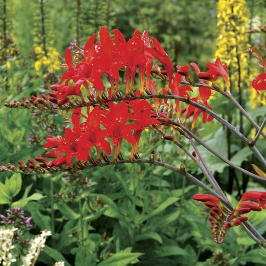 Red Crocosmia Montbretia – Perennial Garden Flower Seeds