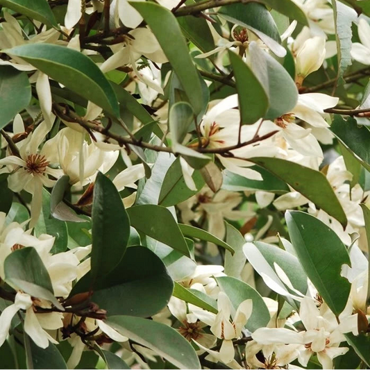 Michelia Macclurei – Fragrant Evergreen Magnolia Tree Seeds