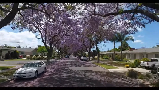 Jacaranda Mimosifolia – Blue Fragrant Ornamental Tree Seeds