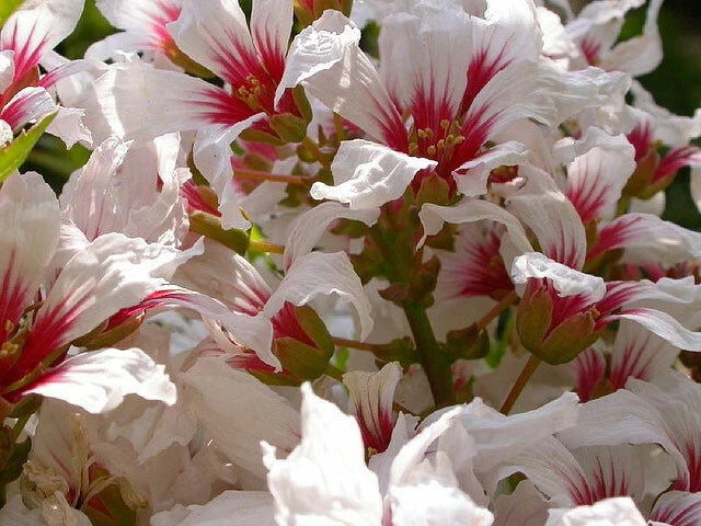 Xanthoceras Sorbifolium – Hardy Yellowhorn Shrub Seeds