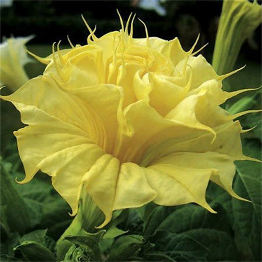 Datura Suaveolens Double Golden Queen – Fragrant Garden Flower Seeds