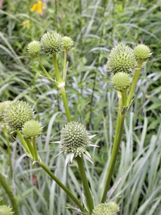 Rattlesnake Master Eryngium Yuccifolium – Hardy Perennial Flower Seeds