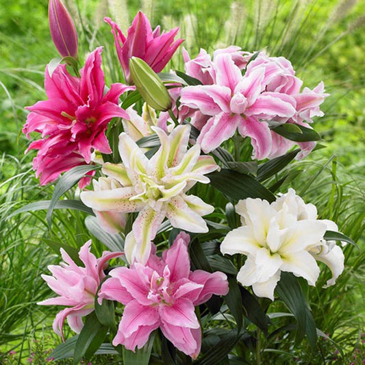 Seeds For Deep – Garden Flower Seeds