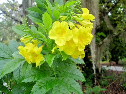 Yellow Bells Tecoma Stans Esperanza – Flowering Shrub Garden Seeds