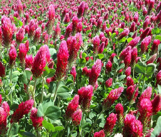 Clover Trifolium Incarnatum – Crimson Red Garden Seeds