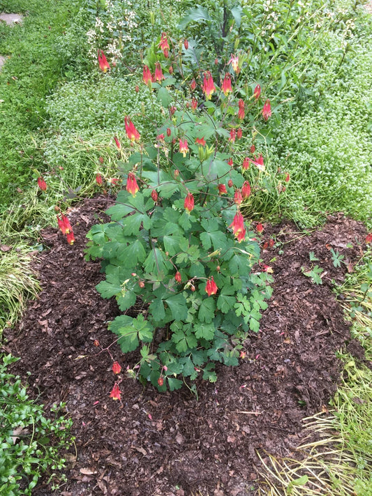 Eastern Red Columbine Aquilegia Canadensis – Native Perennial Flower Seeds
