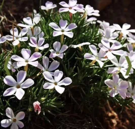 Linanthus Grandiflorus – Mountain Fox Flower Garden Seeds