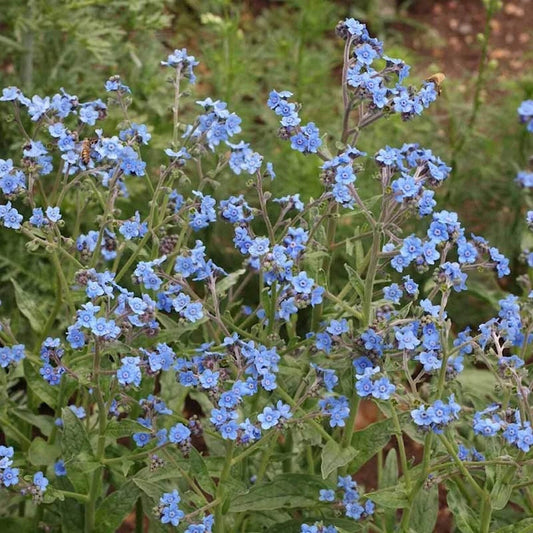 Chinese Forget Me Not – Colorful Wildflower Garden Seeds