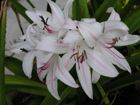Crinum Lily Digweedii – Garden Flower Seeds