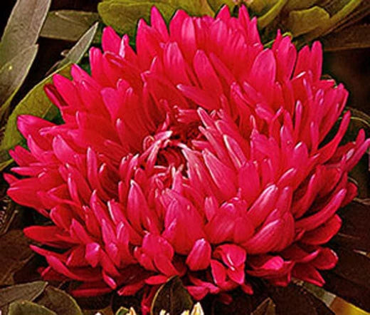 Aster Paeony Duchess Scarlet Callistephus Chinensis – Dwarf Garden Flower Seeds