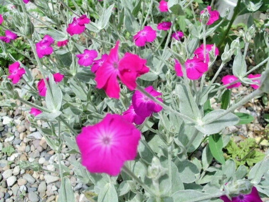 Rose Campion Lychnis Coronaria – Rose Pink Garden Flower Seeds