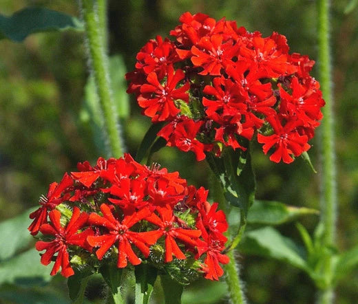 Maltese Cross Lychnis Chalcedonica – Bright Garden Flower Seeds