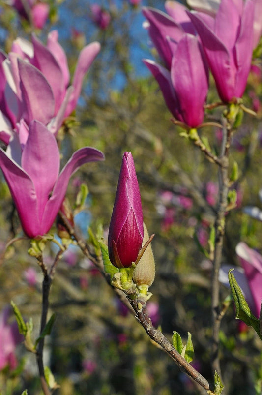 Purple Lily Magnolia Magnolia Lilliflora Nigra – Flowering Shrub Seeds