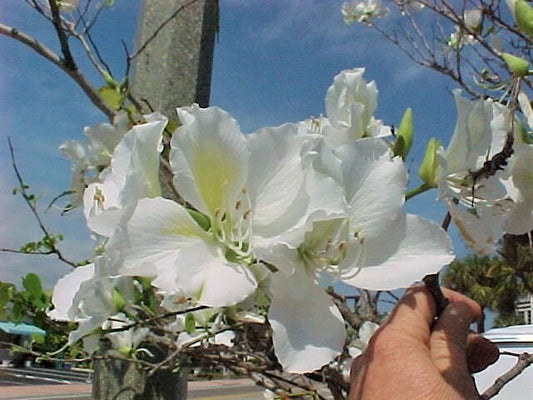 Bauhinia Alba – Flower Seeds
