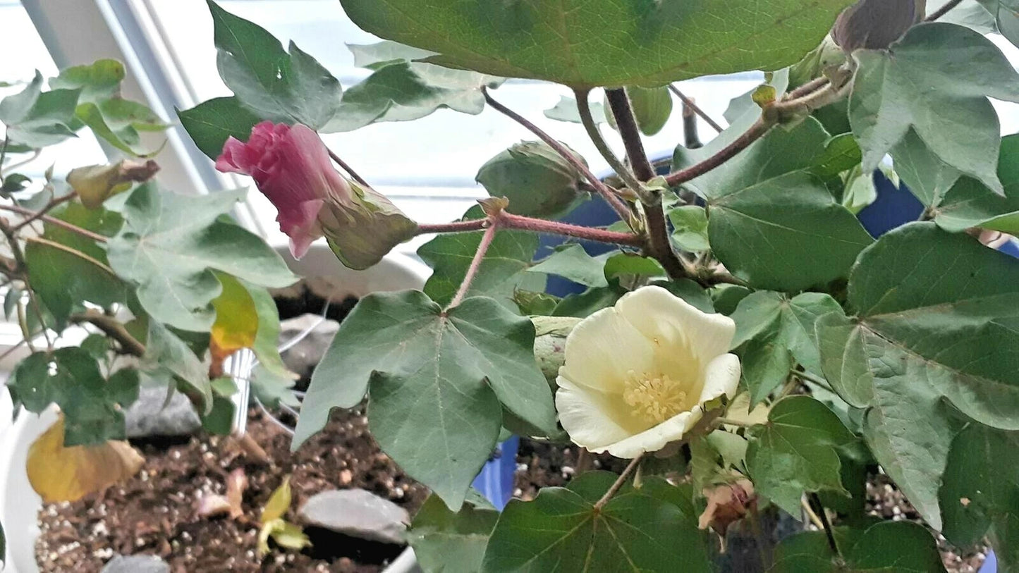 Upland Cotton Gossypium Hirsutum – Ornamental Garden Seeds