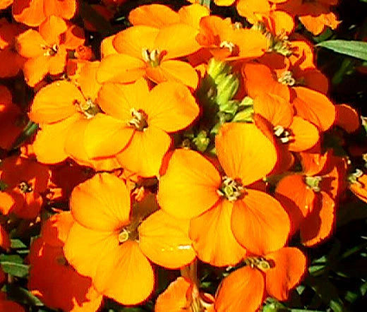 Wallflower Siberian Cheiranthus Allionii – Hardy Garden Flower Seeds