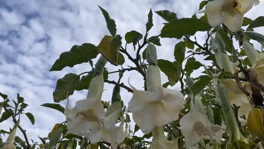 Brugmansia Suaveolens White – Angel Trumpet Shrub Tree Seeds