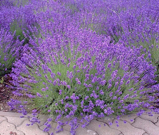 English Lavender Lavandula Angustifolia – Fragrant Garden Herb Seeds