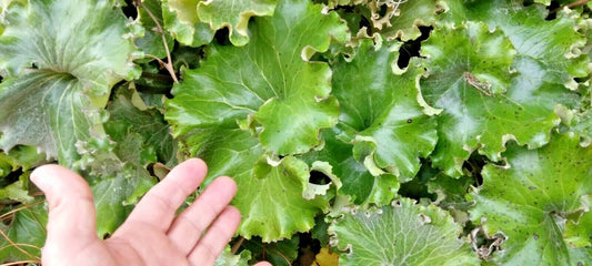Crested Ligularia Farfugium Japonicum – Ornamental Perennial Flower Seeds
