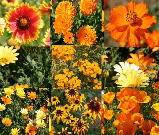 Wildflower Mix Orange – Heirloom Flower Seeds for Colorful Gardens