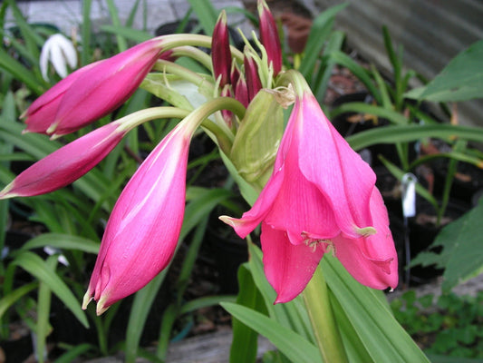 Crinum Lily Rose Parade Small-size Bulb New - Flower Seeds