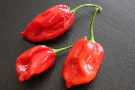 Mammoth Habanero Lee’s – Hot Chili Pepper Seeds