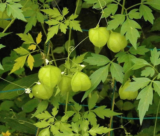 Balloon Vine Cardiospermum Halicacabum – Hardy Garden Flower Seeds