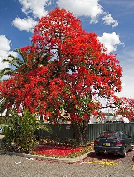 Brachychiton Acerifolius Illawarra Flame Tree Kurrajong – Flower Seeds